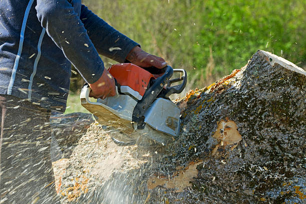 Best Root Management and Removal  in South San Francisco, CA